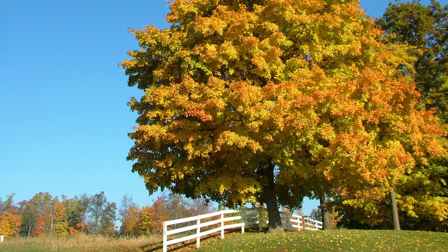 Sugar maple tree in autumn